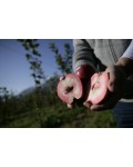 Malus domestica Redlove Odysso 